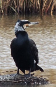 Great Cormorant (European race)
