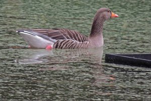 Greylag Goose