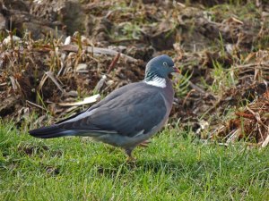 Woodpigeon