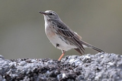Water Pipit. Photo by Radovan Václav (https://www.flickr.com/p)