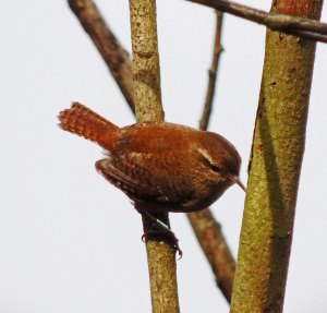 Wren
