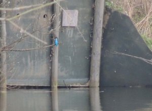 Kingfisher outside nest hole
