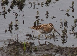 Common Snipe
