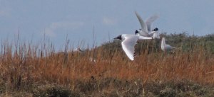 Mediterranean Gulls