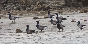 Brent Geese