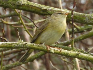 Willow Warbler. Photo by Keith
