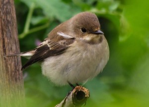 female Pied Flycatcher. Photo by Daniela (https://www.flickr.com/photos/daniela_naturephotography/)