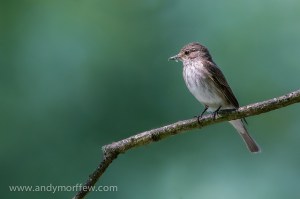 Spotted Flycatcher. Photo by Andy Morrffew (https://www.flickr.com/photos/andymorffew/)
