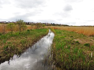 Radipole RSPB reserve