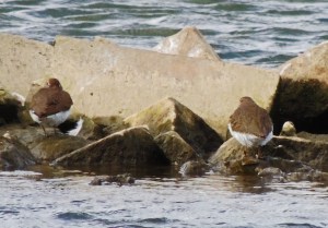 Common Sandpiper
