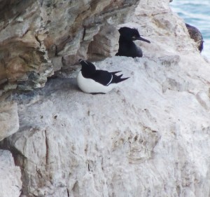 Razorbill (foreground) and European Shag