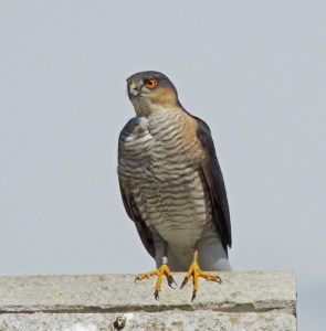 Sparrowhawk