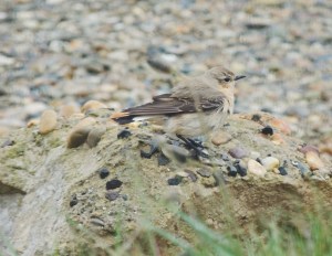 Northern Wheatear