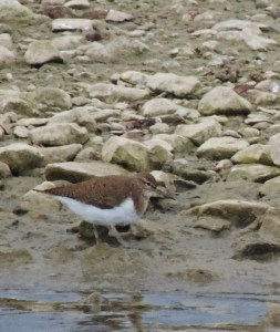 Common Sandpiper
