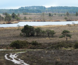 Morden Bog