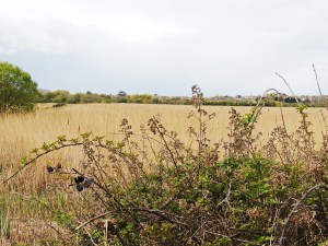 RSPB Lodmoor
