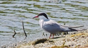 Common Tern