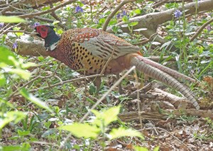 Pheasant
