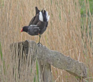 Moorhen displaying