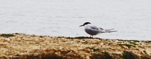 Common Tern