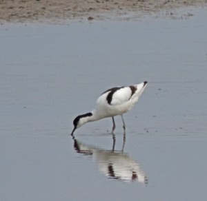 Pied Avocet
