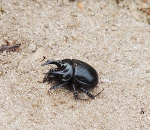 Minotaur Beetle