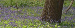 DSCN1384a