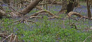 DSCN1421a