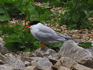 Common Tern