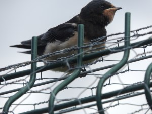 Barn Swallow