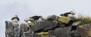 Atlantic Puffin