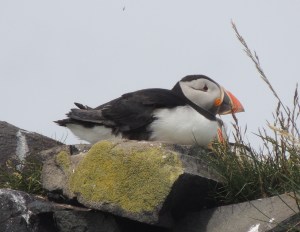 Atlantic Puffin