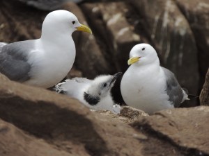 Kittiwake with young
