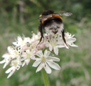 White tailed Bumblebee
