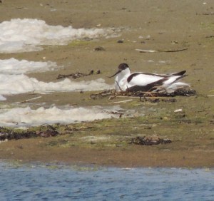 Avocet