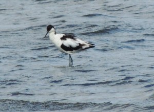 Avocet