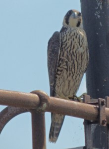 Peregrine