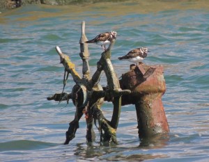 Ruddy Turnstone