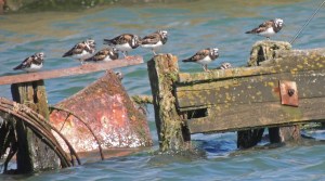 Ruddy Turnstone