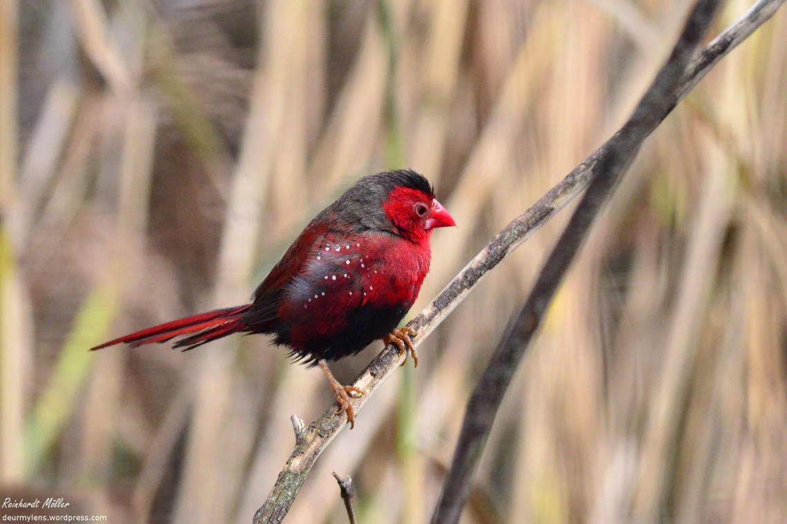 dsc_0414-crimson-finch