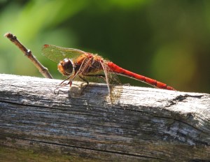 Common Darter
