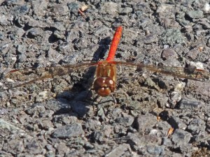 Common Darter