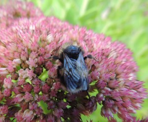 White tailed Bumblebee