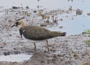 Northern Lapwing