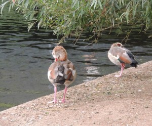 Egyptian Geese