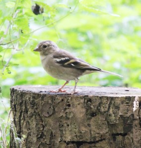 Chaffinch (f)