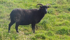 Sheep graze the areas around the Lagoons