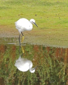 Little Egret