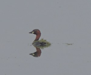 Little Grebe