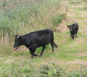 Cows Graze around Lagoon 1